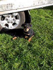 Kelpie / Huntaway Working Pups x 8