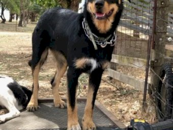 Kelpie / Huntaway Working Pups x 8