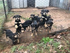 Kelpie / Huntaway Working Pups x 8