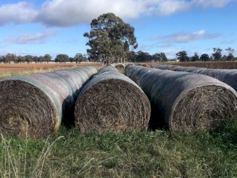 350 Oats and Rye Hay Rolls baled in 2020