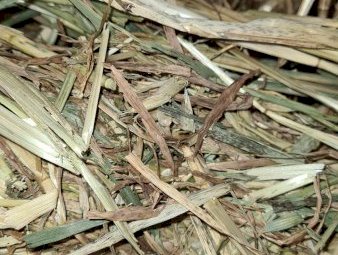 500mt Oaten Hay 500kg 8x4x3 Bales