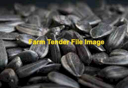 6 m/t of Graded Sunflower Seed