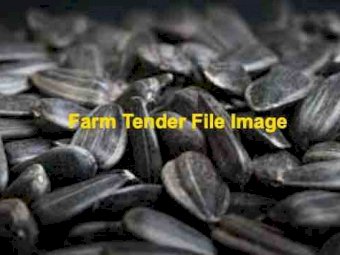 6 m/t of Graded Sunflower Seed