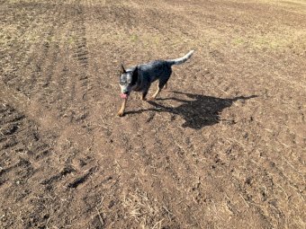 Australian Cattle Dog