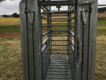 Under Auction - (A183) Kattle Gear; Kimberly Parallel  Cattle Handler with Hanging Handler 