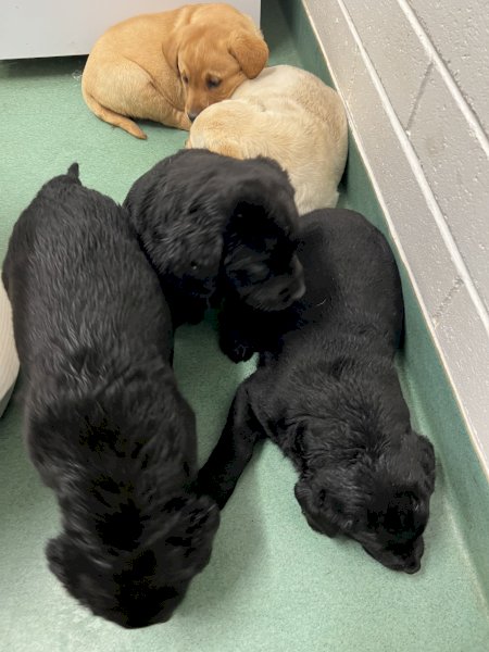 Purebred Labrador Pups