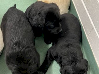 Purebred Labrador Pups