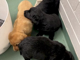Purebred Labrador Pups