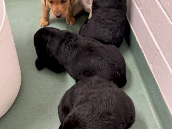 Purebred Labrador Pups