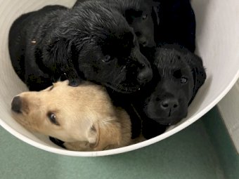 Purebred Labrador Pups
