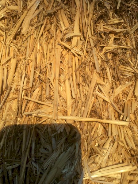 400 x Barley Straw 420-450kg 8x4x3 Bales (Shedded)