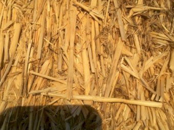 400 x Barley Straw 420-450kg 8x4x3 Bales (Shedded)