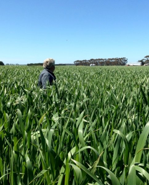 Proprietary Forage seed  oats available ex Tamworth or Northern Victoria.
