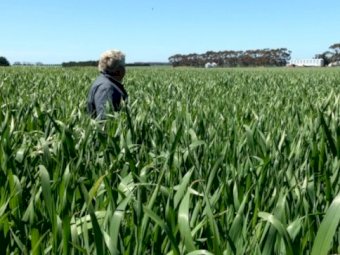 Proprietary Forage seed  oats available ex Tamworth or Northern Victoria.