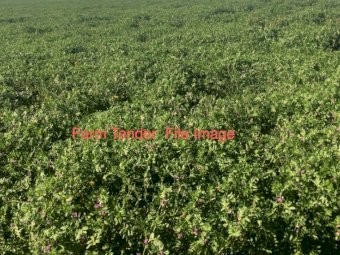 WANTED Legume Pasture for 800 X Bred Weaners