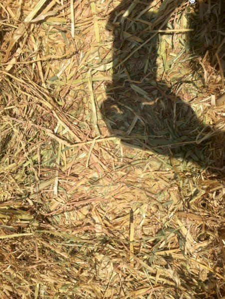 Oaten Hay 8x4x3 Bales (Shedded)