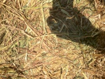 Oaten Hay 8x4x3 Bales (Shedded)