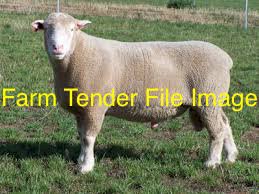 WANTED Flock Ram