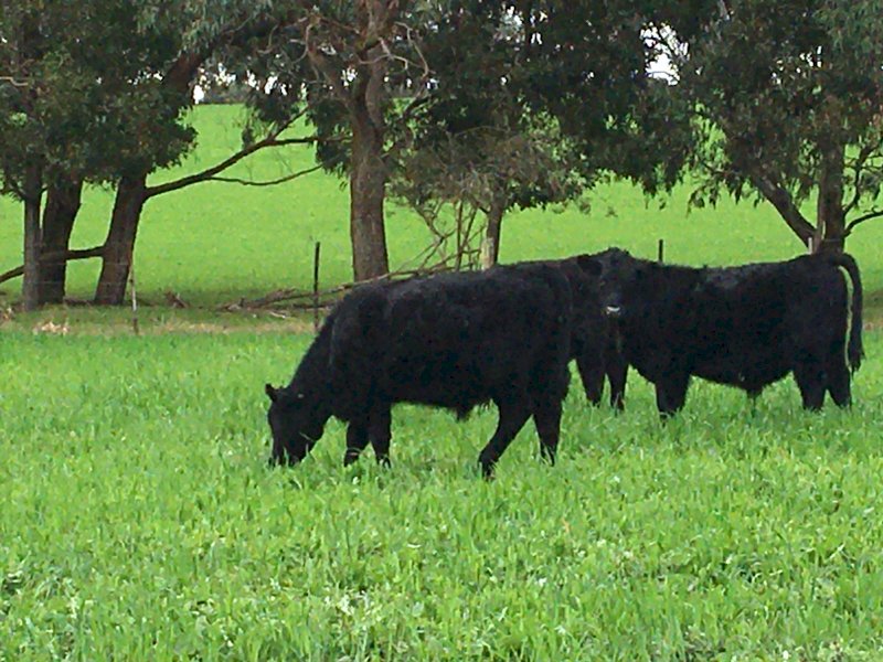 39 Pure Angus Steers 10 months old