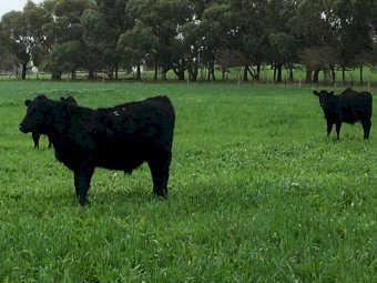 39 Pure Angus Steers 10 months old