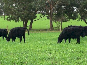 39 Pure Angus Steers 10 months old