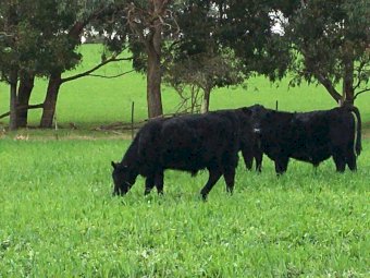 39 Pure Angus Steers 10 months old