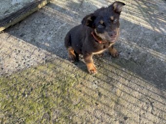 Kelpie Pups For Sale