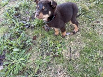 Kelpie Pups For Sale