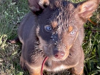 Kelpie Pups For Sale