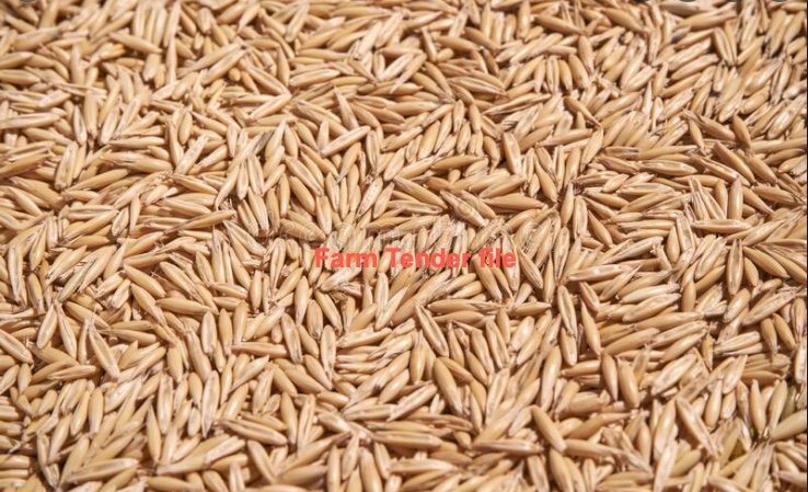 100 mt Yallara Oats