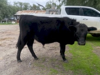Young Angus X Jersey Bull