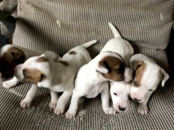 Jack Russell Pups