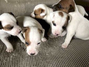 Jack Russell Pups