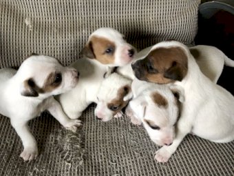 Jack Russell Pups