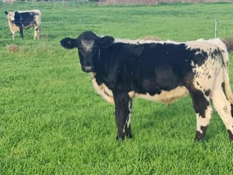 5 x Speckle Park X Fresian Steers