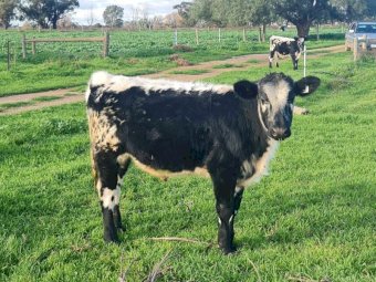 5 x Speckle Park X Fresian Steers