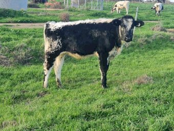 5 x Speckle Park X Fresian Steers