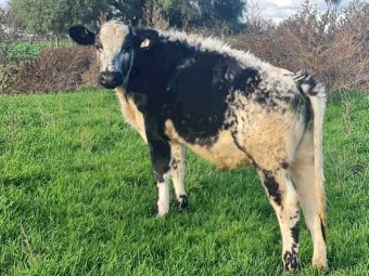 5 x Speckle Park X Fresian Steers