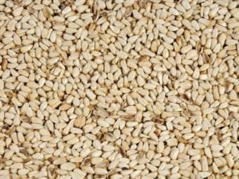 buy safflower seed in bulk