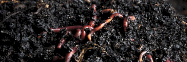 **New Product** BioMAX Vermi-Liquid