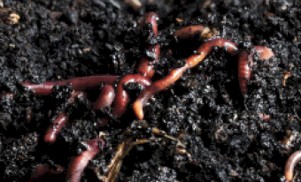 **New Product** BioMAX Vermi-Liquid