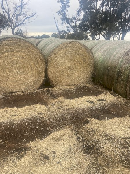2020 Wheaten Hay Rolls 5.6 ft x 4 ft