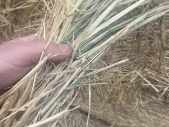 2020 Wheaten Hay Rolls 5.6 ft x 4 ft