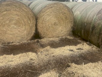 2020 Wheaten Hay Rolls 5.6 ft x 4 ft