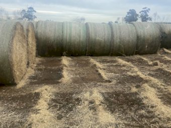 2020 Wheaten Hay Rolls 5.6 ft x 4 ft
