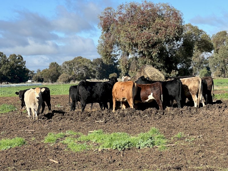 14 x Mixed Heifers & Steers