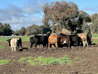14 x Mixed Heifers & Steers