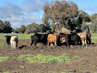 14 x Mixed Heifers & Steers