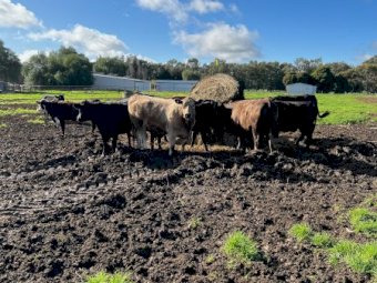14 x Mixed Heifers & Steers