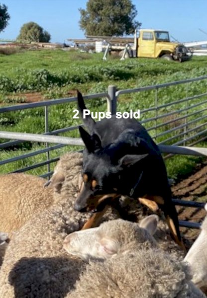 Kelpie pups 3 Sold
